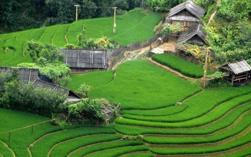 Những nếp nhà đơn sơ bên ruộng bậc thang.